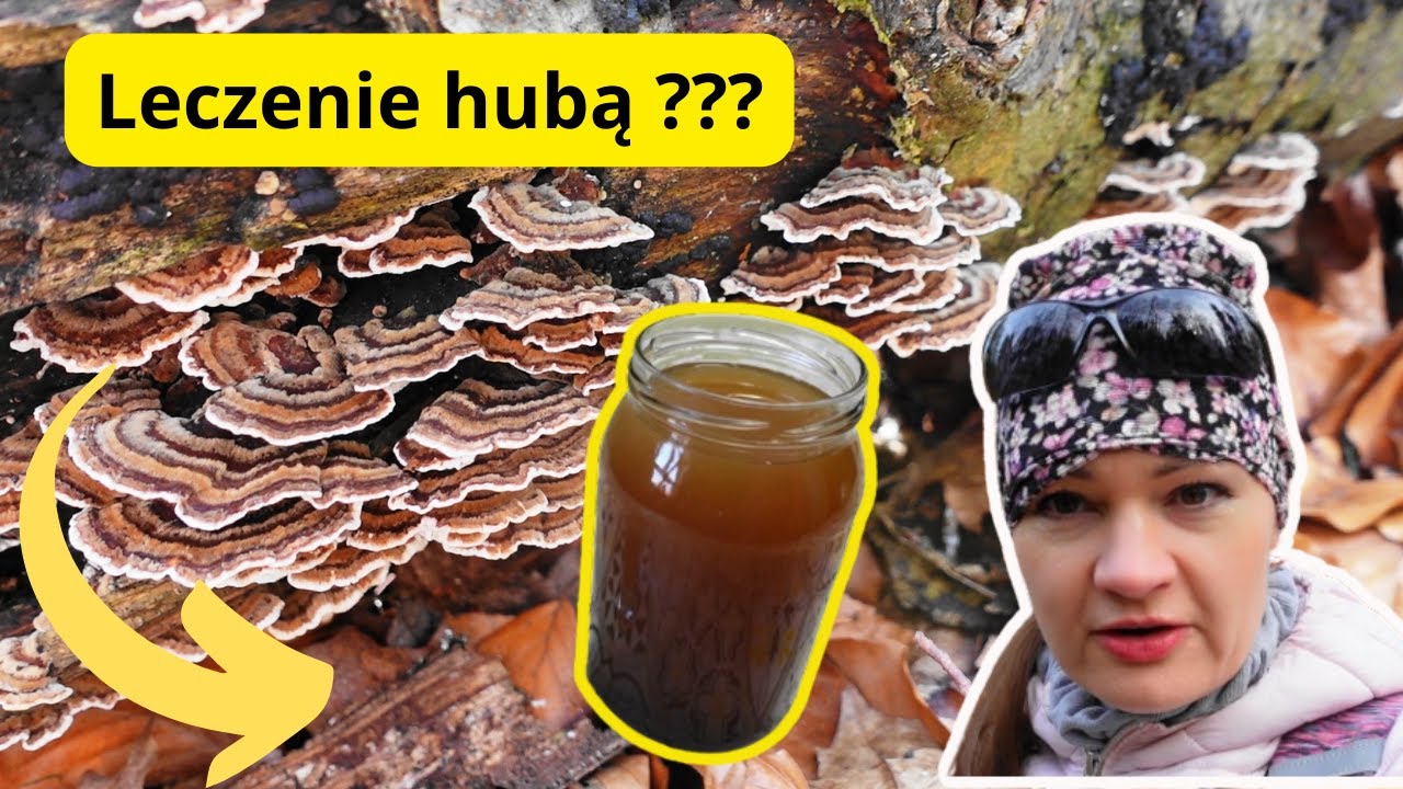 Nalewka z wrośniaka różnobarwnego - Trametes versicolor. Grzyby lecznicze  i ich zastosowanie