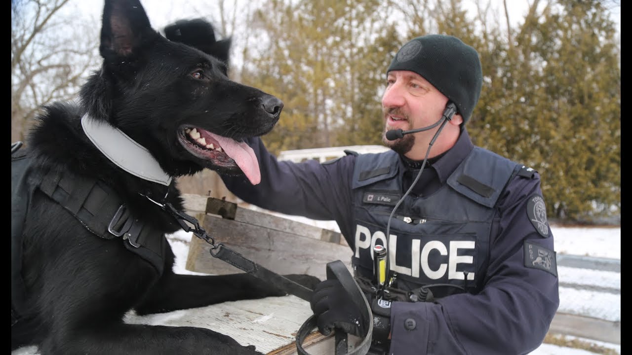 @TorontoPolice Officer Igor Palic & New K-9 Partner 'Aleksa' Mark Their First Day On Duty Together