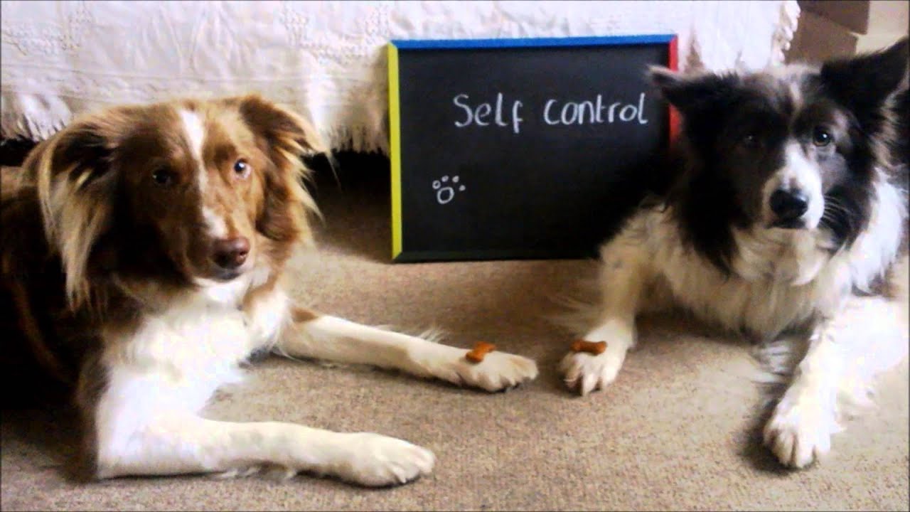 Ferret versus Dog Tricks - The Jungle Book Ferrets