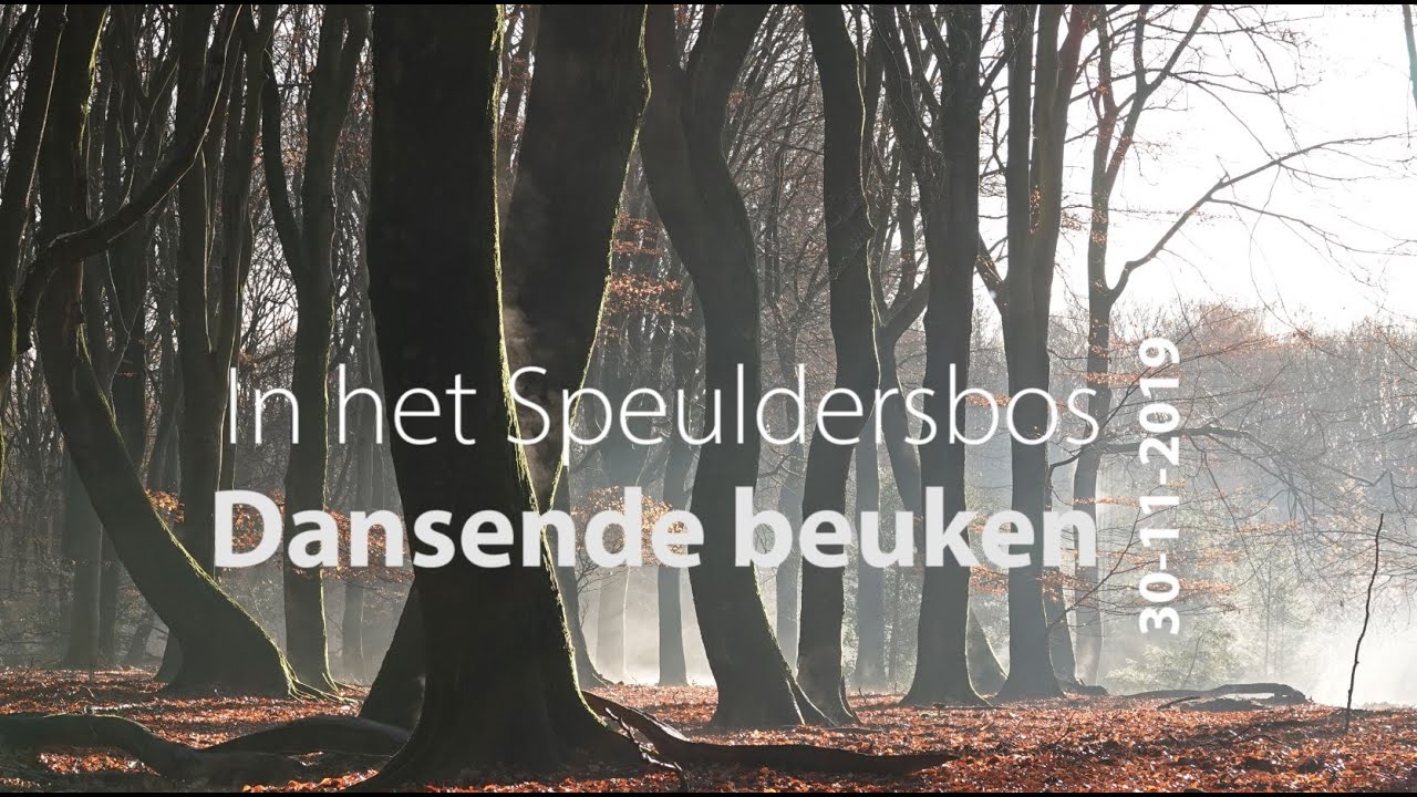 Dansende beuken in het Speulderbos.