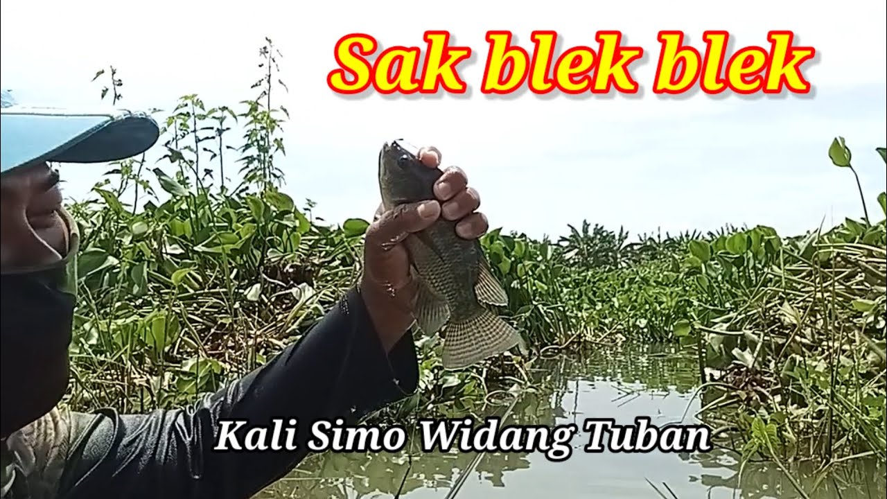 MANTAP POLL | IKANNYA BESAR BESAR SPOT ANDALAN PARA ANGLER NILA LIAR | KALI SIMO WIDANG TUBAN