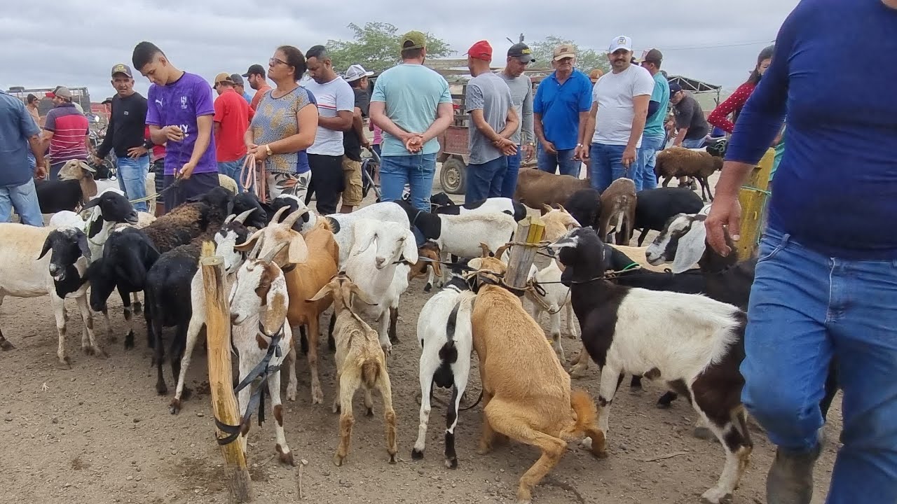 Feira de bode cabras ovelhas em cachoeirinha-Pe 04-12-2025 muitas criações 