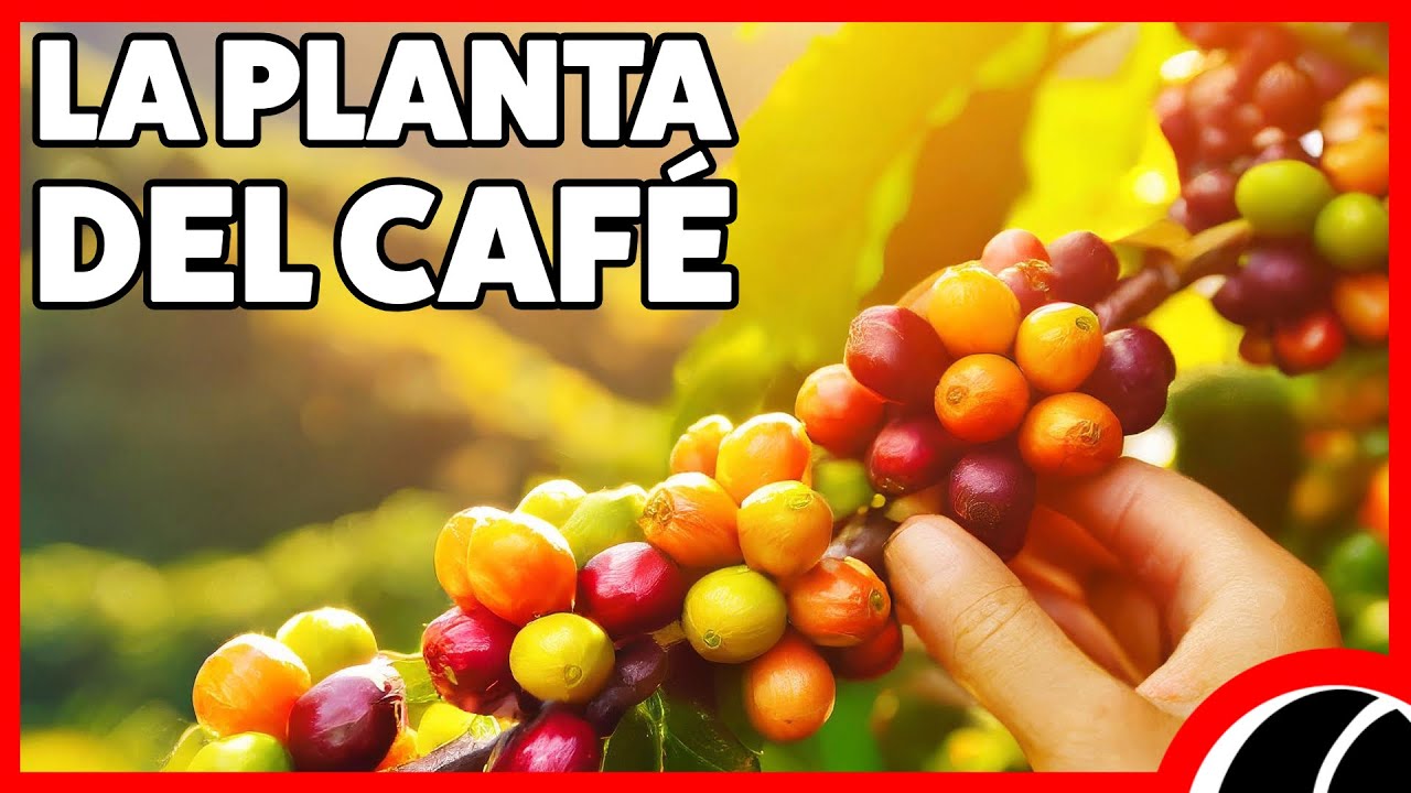 Esto es lo que Pasa en una Planta de Café 🌱