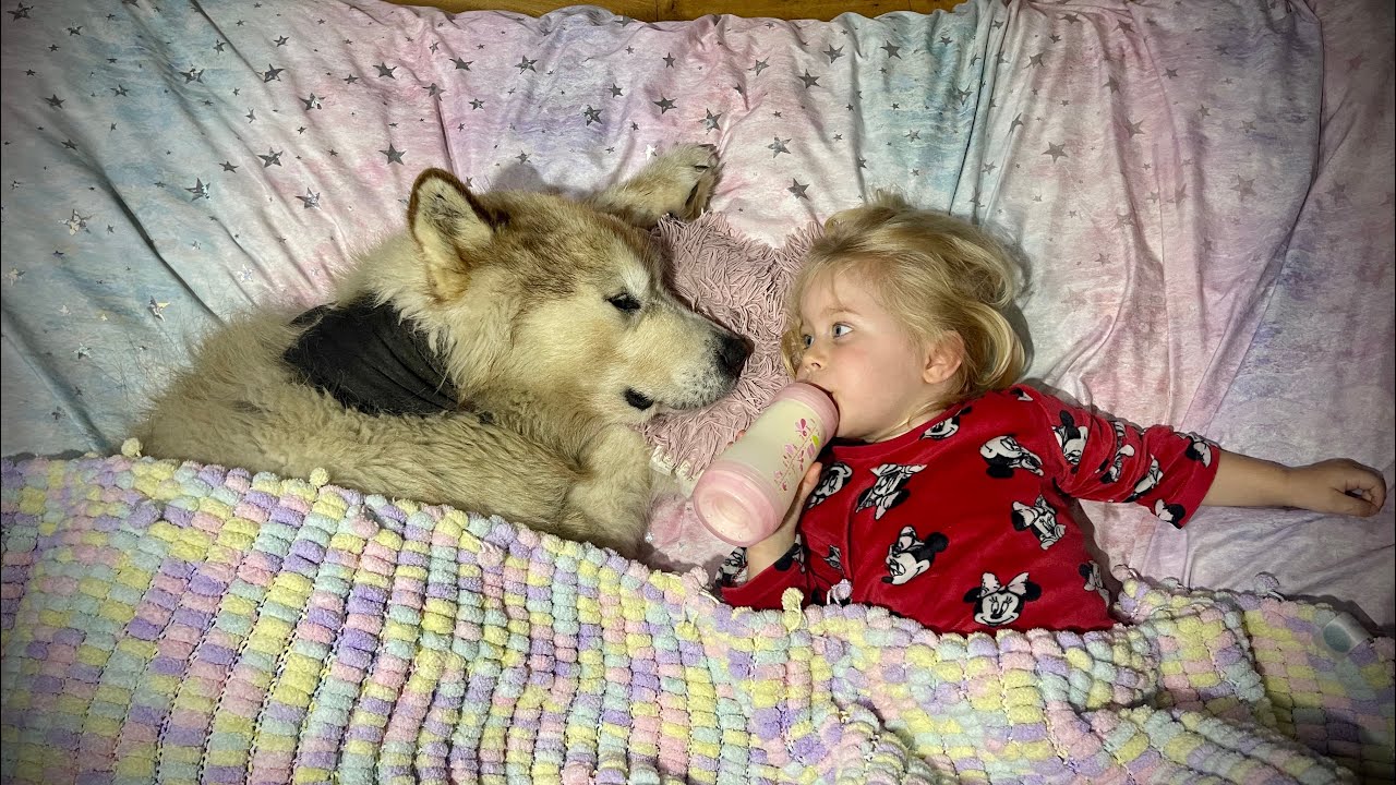 Phil Refuses To Leave Her Bed! He'll Always Protect Her! (Cutest Ever!!)
