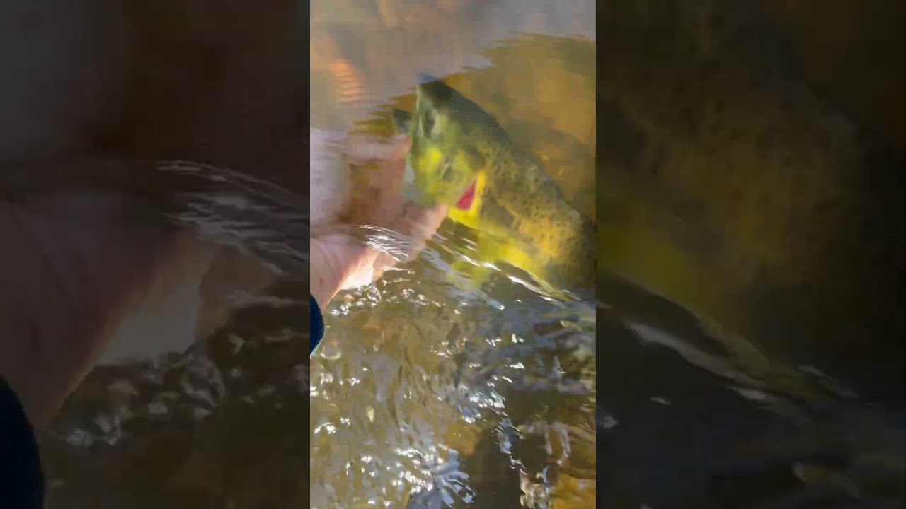 Spawned out female pink salmon release #fishing #release #salmon #pinksalmon #salmonrun