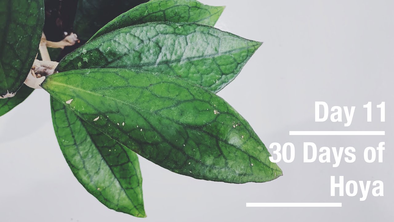 Hoya 'Jennifer' | 30 Days of Hoya - 11 of 30