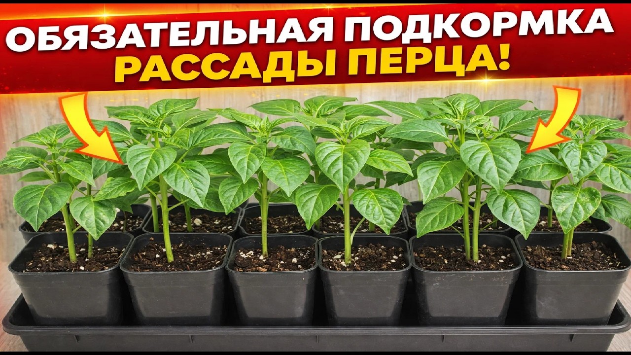 Обязательная подкормка рассады перца!