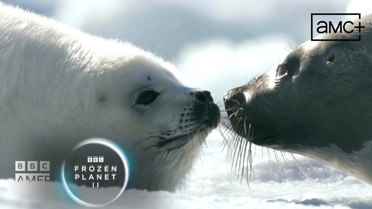 Prepare for an Arctic Spring with a Harp Seal Pup 🦭 Frozen Planet II | BBC America