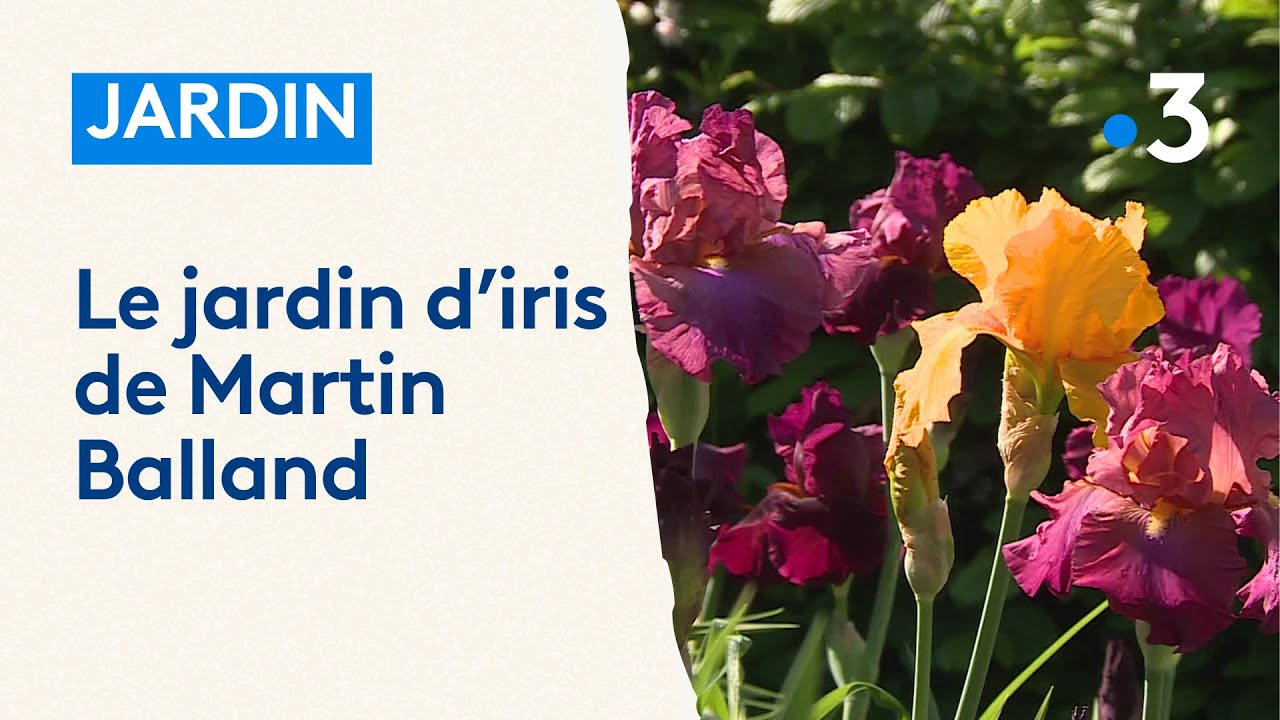 Le jardin d'iris de Martin Balland à Saint-Die-des-Vosges