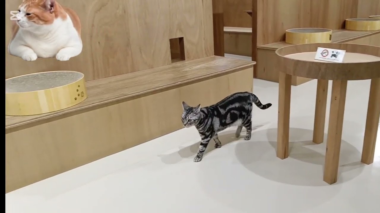 昼食前の落ち着かない猫たちの様子です。遊ぶことの相手をする余裕は無く、お腹すいたよぉ～状況なのでしょう。#cat #cute #ねこのきもち