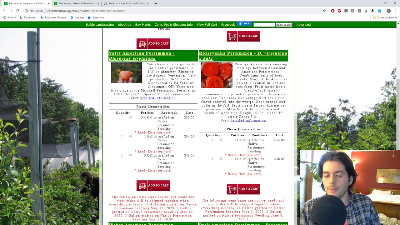 Where to buy Persimmon Trees