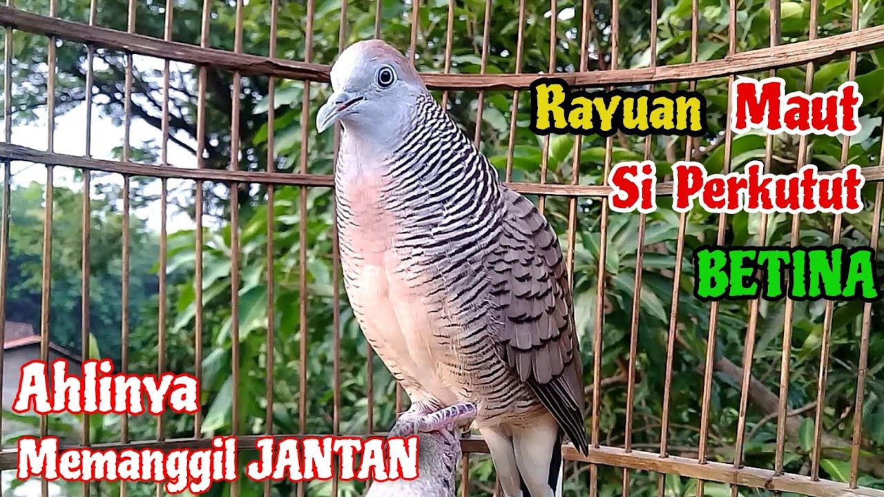 Perkutut Betina Memanggil Jantan - Suara RAYUAN MAUT || The female turtle dove calls the male