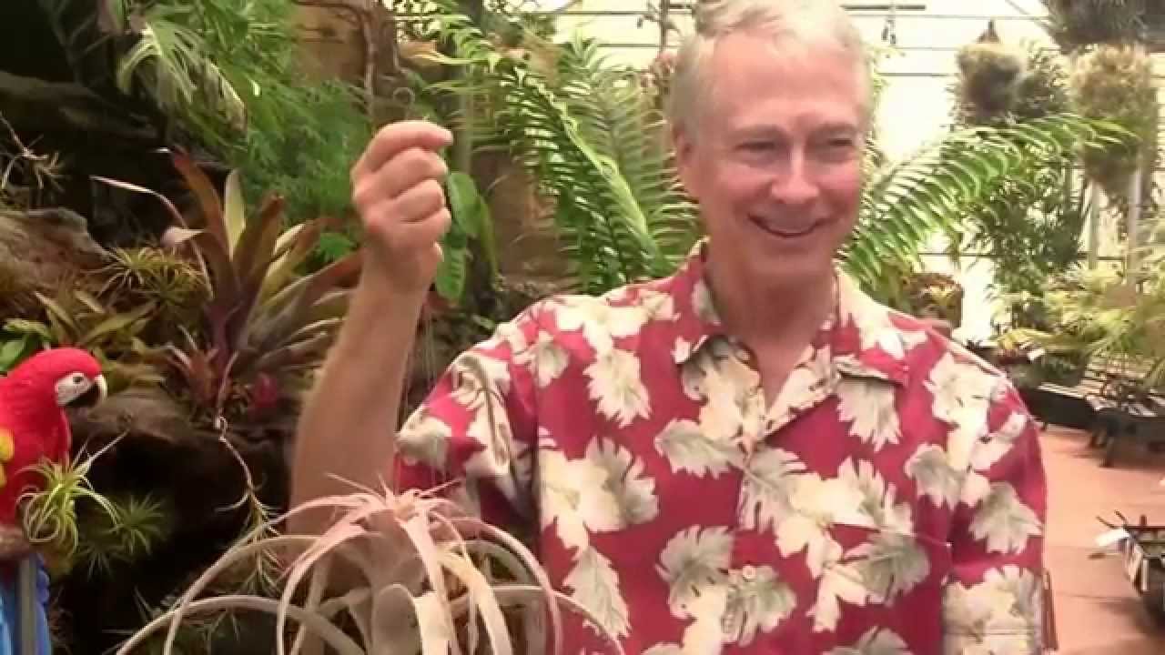 Paul Isley - Rainforest Flora - Tillandsia Hybrids 3