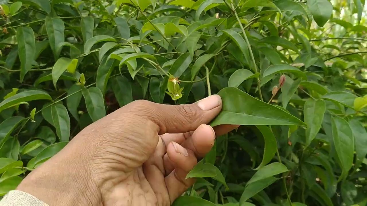 pohon candu pelebat buah kopi luarrr biasa