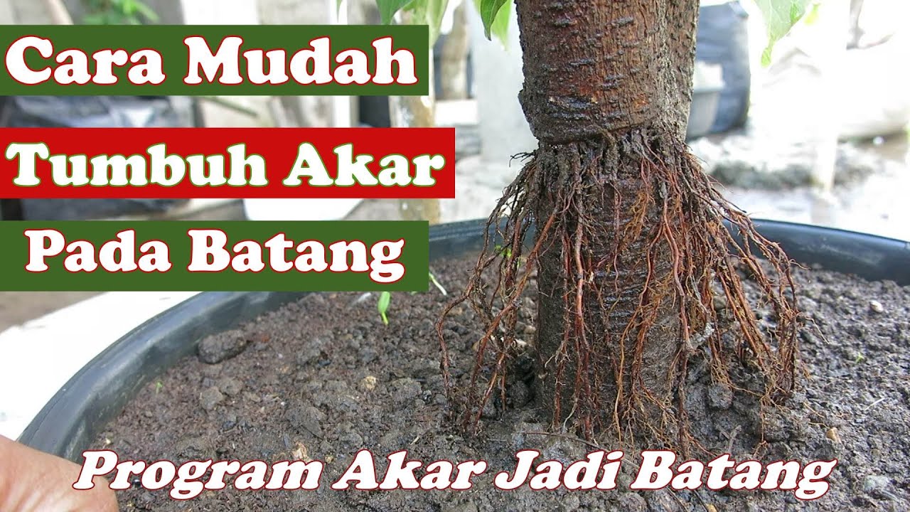 Cara Menumbuhkan akar pada Batang Bunut  Untuk Program akar menonjol