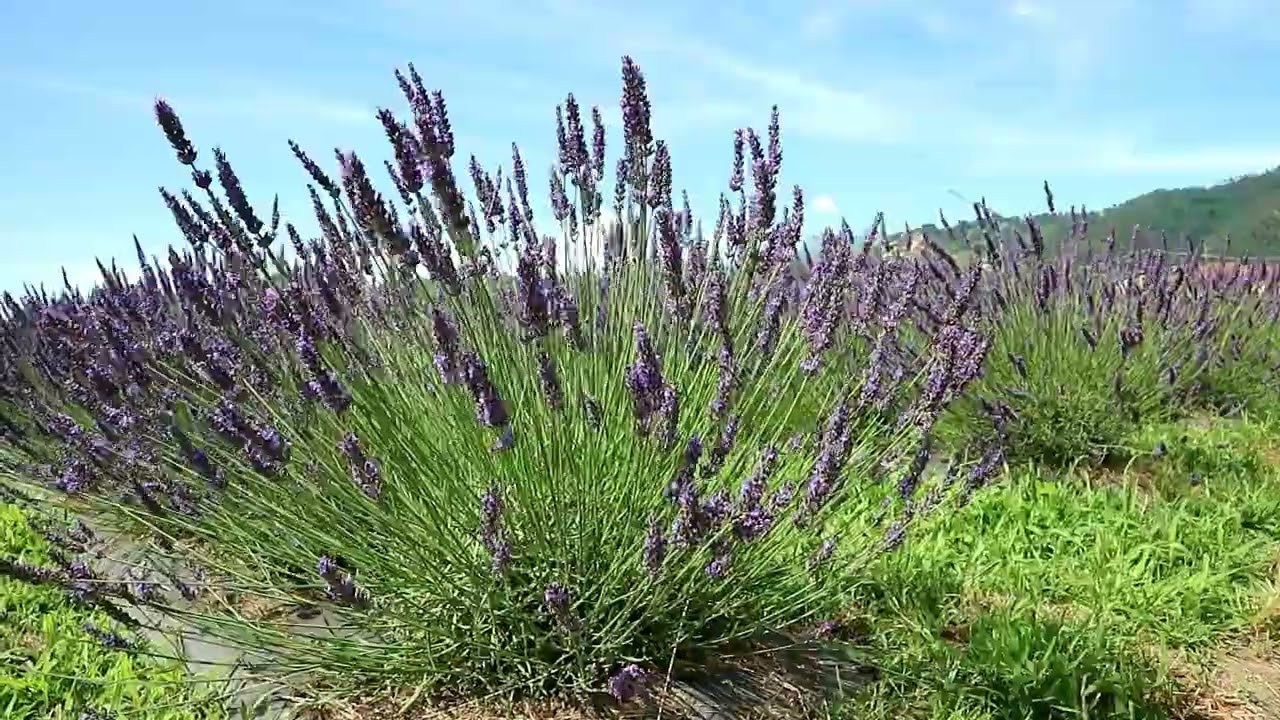 La Via delle Erbe e dei Fiori Massarosa