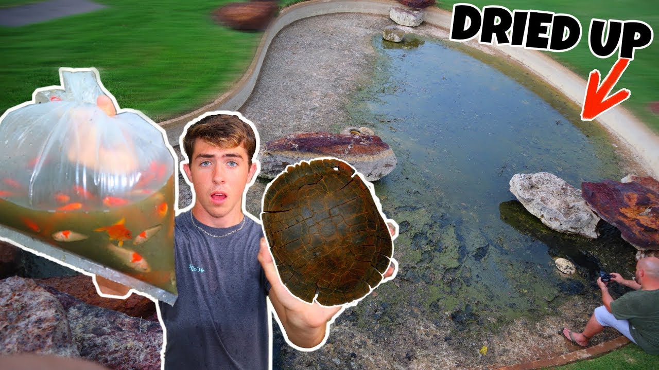 Rescuing/Re-Homing Turtles, Goldfish, and Minnows?! (RESCUE MISSION IN DRIED UP POND)