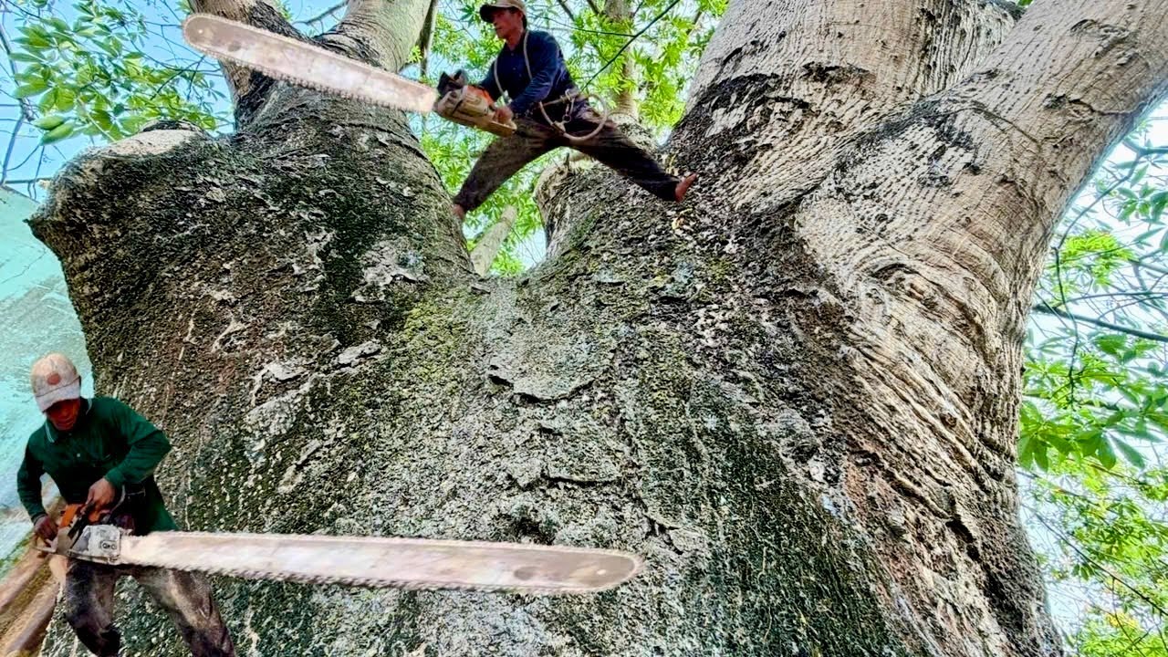 Cưa cây gòn siêu khủng lồ 400 quành , Nghiêng ra lộ,. Ở tri tôn , Gần cầu 16 . Cưa cây kỷ thuật cao
