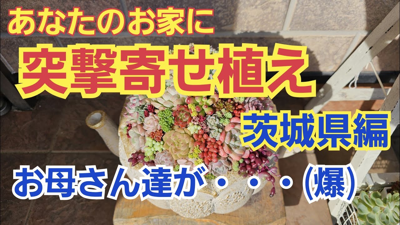 【多肉植物】【寄せ植え】あなたのお家に寄せ植え‼️茨城県編‼️2024年11月27日