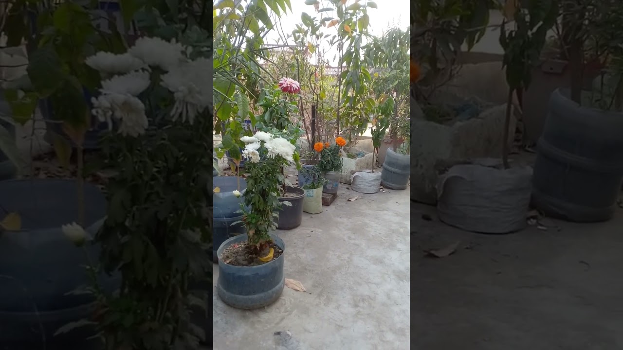 বিদায় বেলায় মোরে দিয়ো গো দেখা 