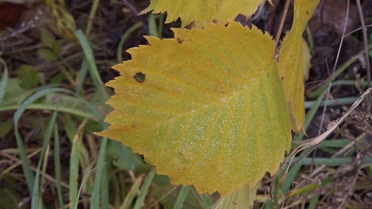 1. Advent 2019 bei den Nibelungen am 