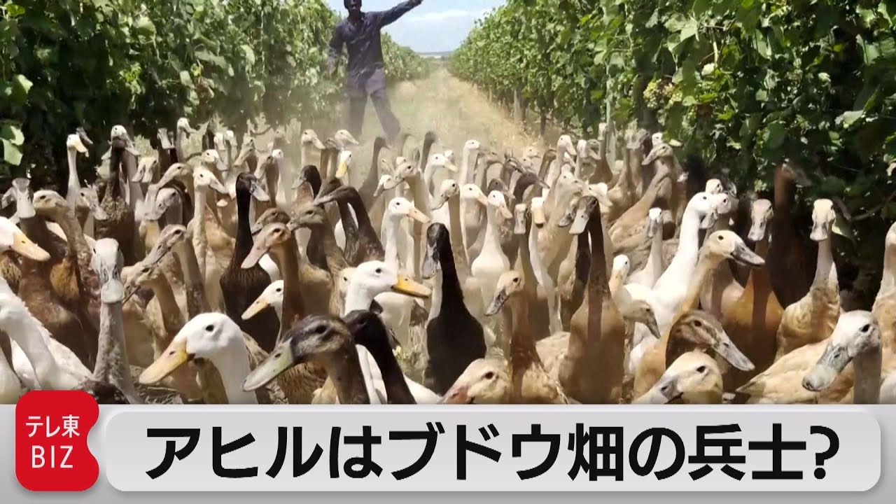 兵士と呼ばれるアヒルたち　南アフリカのブドウ農園で働く（2023年1月26日）