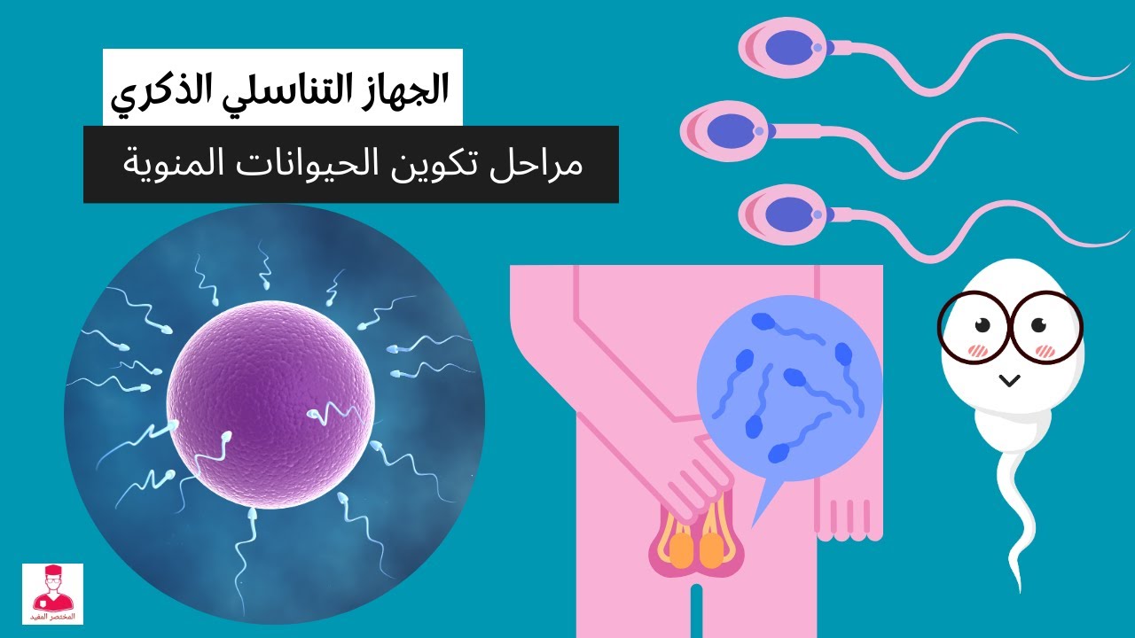 مراحل تكوين الحيوانات المنوية في الخصية