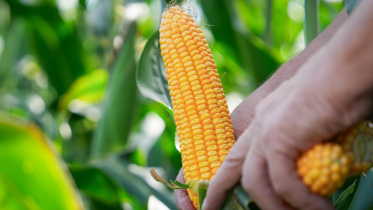 Kukurydza RGT Alpixx 🌽🏔️ Do uprawy na ziarno FAO 240 kukurydza z hodowli RAGT #kukurydza #ziarno