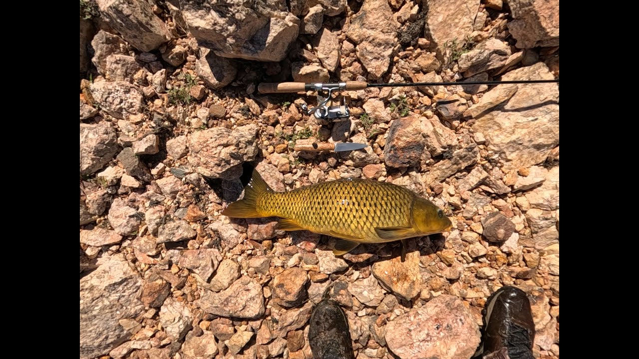 Carp on a lure no. 538