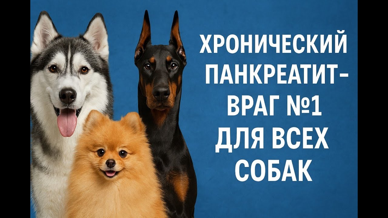 Хронический панкреатит враг №1 для всех собак. Посмертно его диагностируют у 90% собак. Как защитить