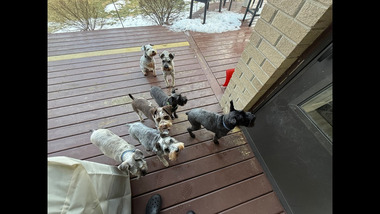 Ошейник для дрессировки | Жизнь со шнауцерами