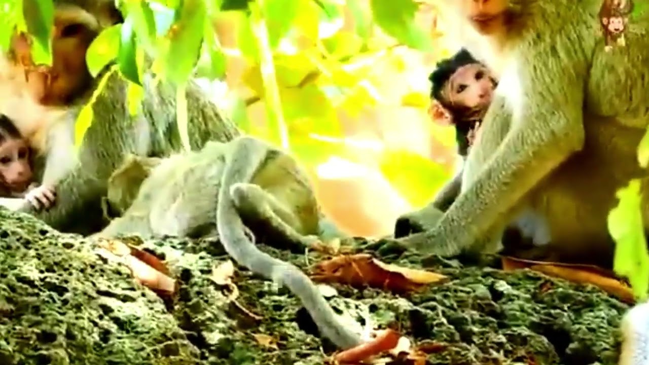 New Life Begins! Leyla Welcomes Her Baby Boy Lucas, But He’s So Strongly 🌿 💔