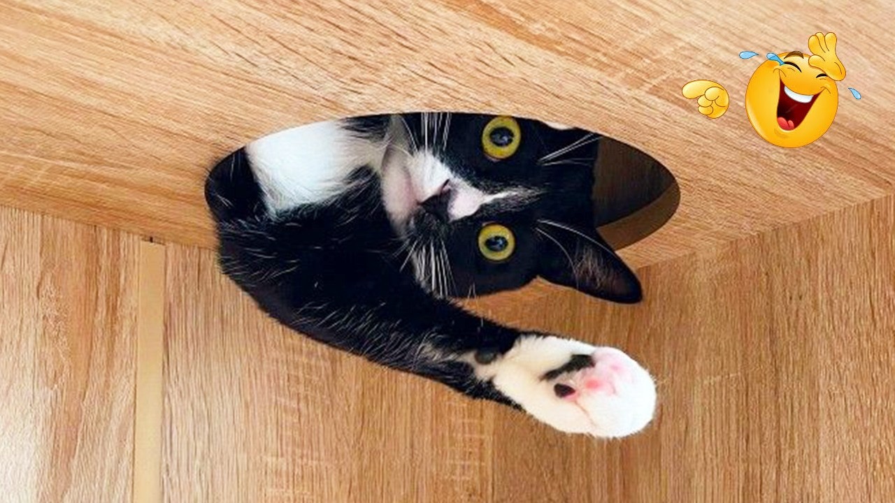 Try Not To Laugh 😹 Funniest Cats Caught on Camera