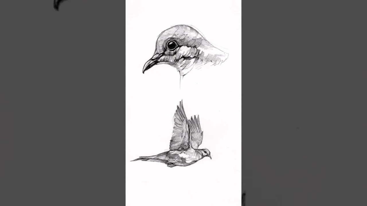 Sketch Daily. #birds #wildlife #art #sketch #sketchdaily #ryankirbyart