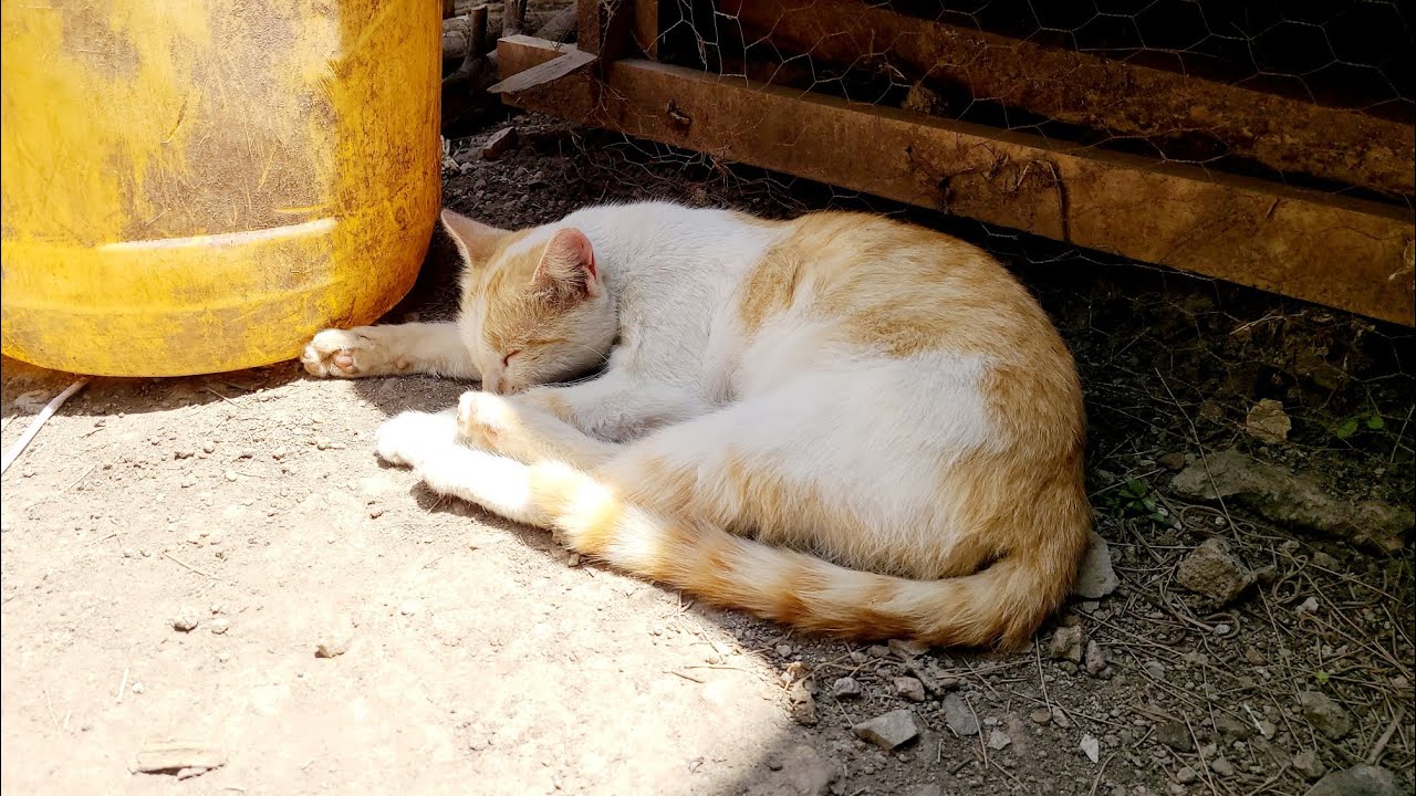 LOVE CAT afternoon routine 😻🐈 CAT LIFE 💙