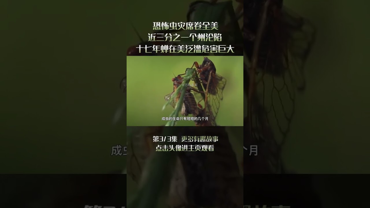 3/3 恐怖虫灾席卷全美，近三分之一个州沦陷，十七年蝉在美泛滥危害巨大 #科普 #昆虫 #蝉