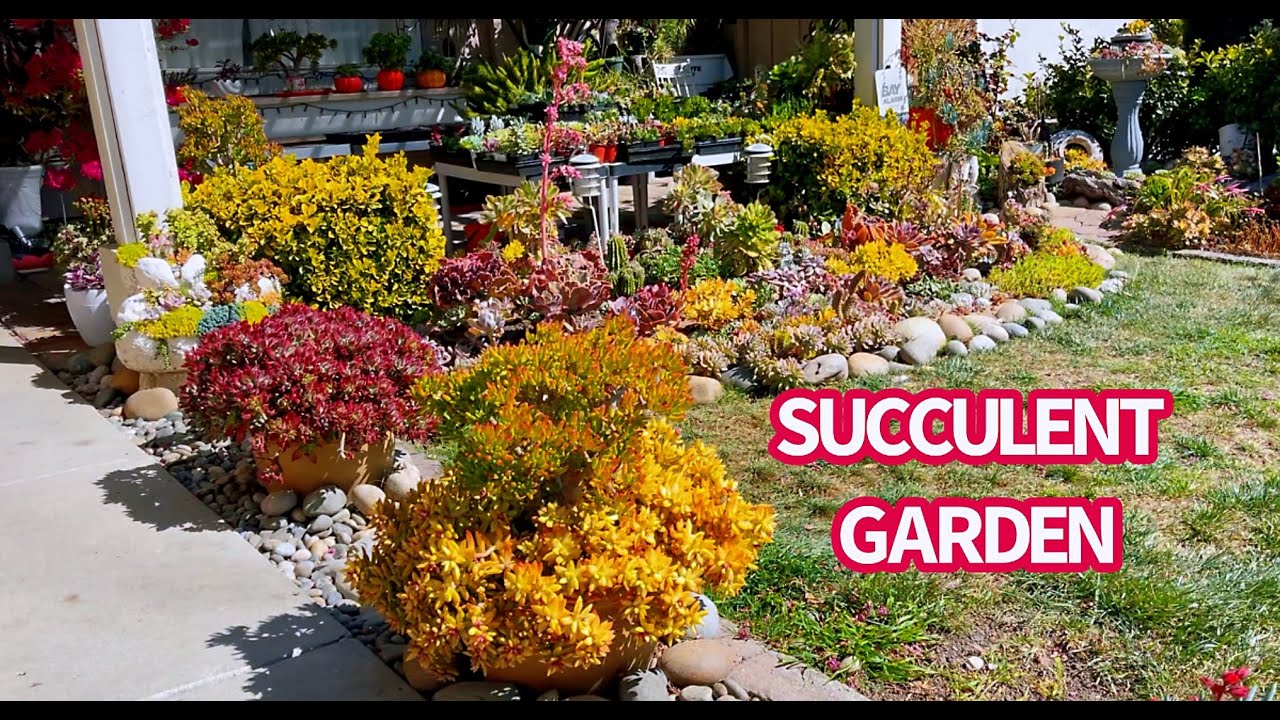 SAN JOSE SUCCULENT GARDEN TOUR | VƯỜN SEN ĐÁ TUYỆT ĐẸP  | 다육식물 | 多肉植物 | Suculentas