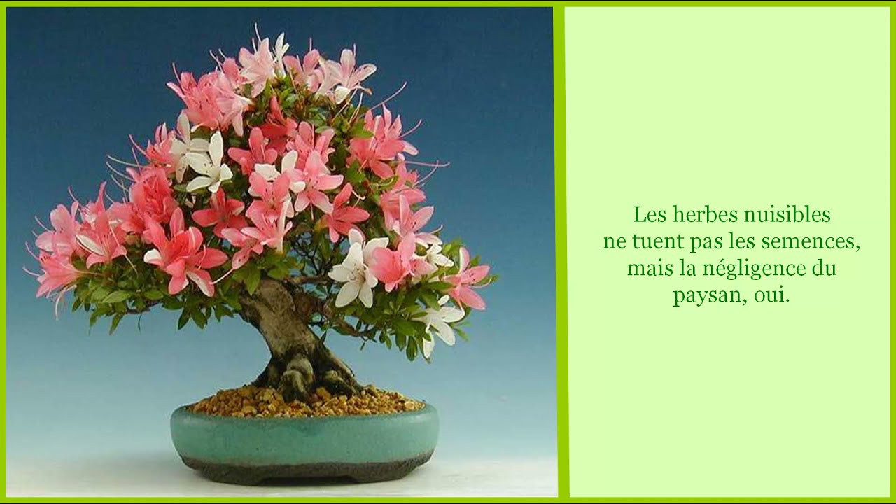 Sagesse orientale