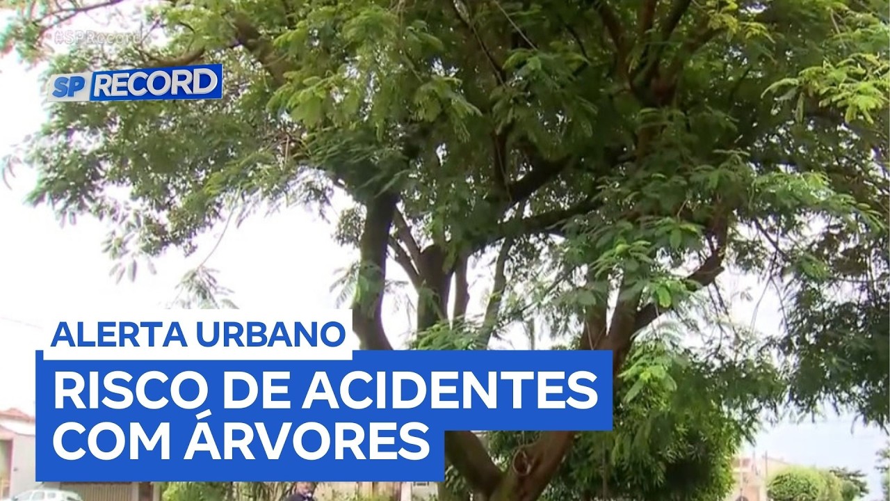 Falta de manutenção em árvores causa acidentes em Ribeirão Preto (SP)