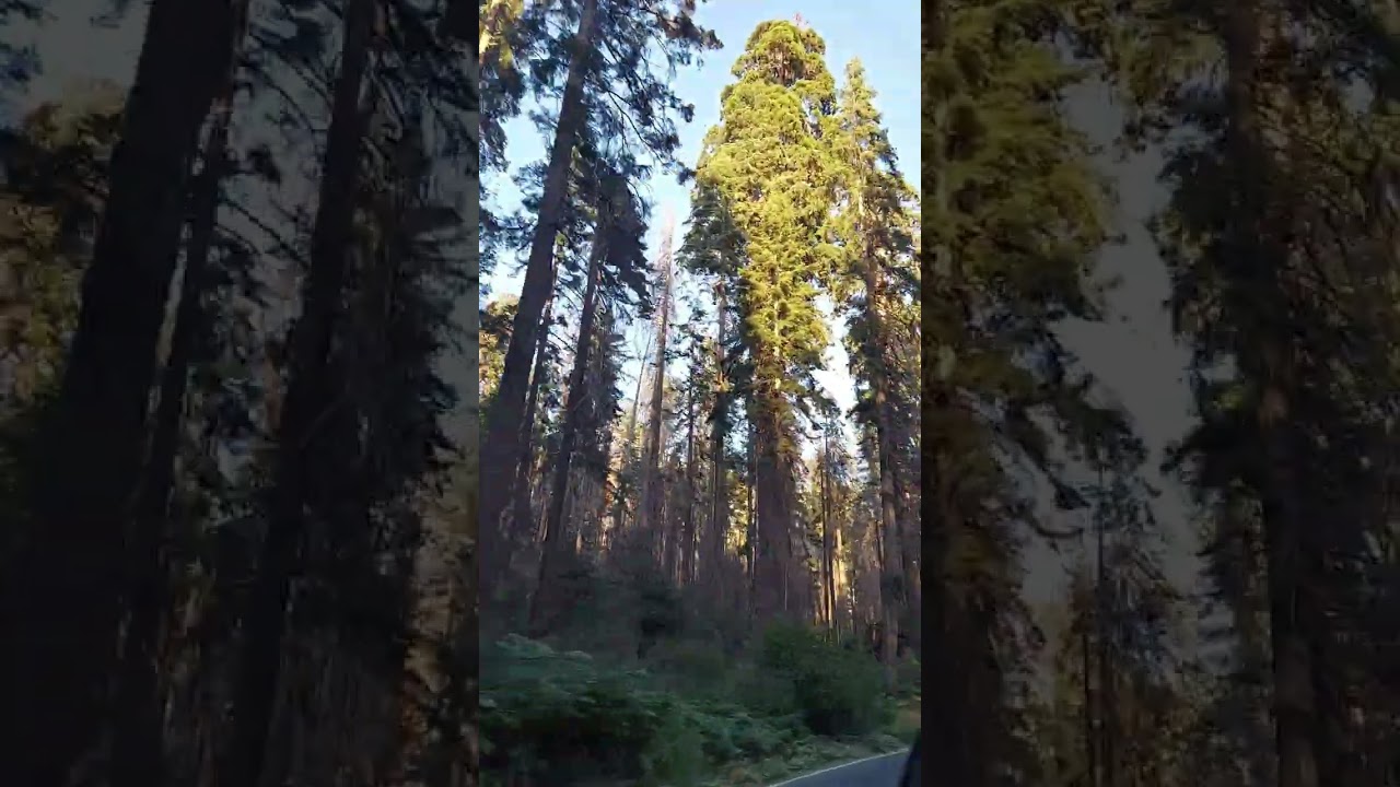 Sequoia National Park (2)