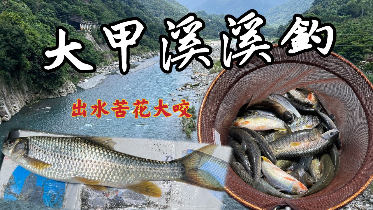 【大甲溪溪釣17】谷關出水啦 / 苦花排隊上鉤大咬 / 釣後放生 