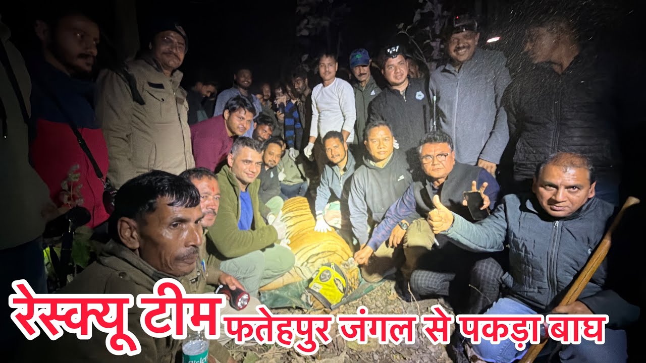 बाघ को पहली बार देखा इतने सामने से।रामनगर डिवीजन फतेहपुर रेंज के सभी रेस्क्यू टीम को बहुत बहुत बधाई।