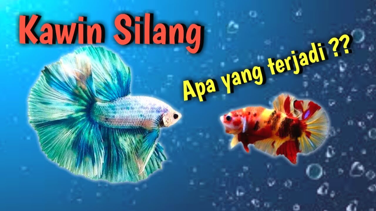 Kawin Silang ikan Cupang HM & Plakat || Cara ternak ikan cupang.