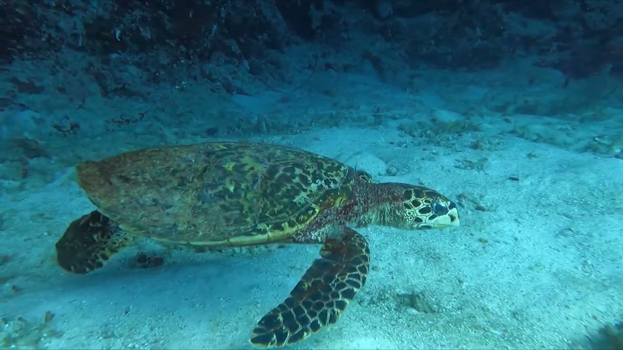 Maldives & Marsa Alam  snorkling diving turtle shark manatee Malediven & Marsa Alam schnorcheln 