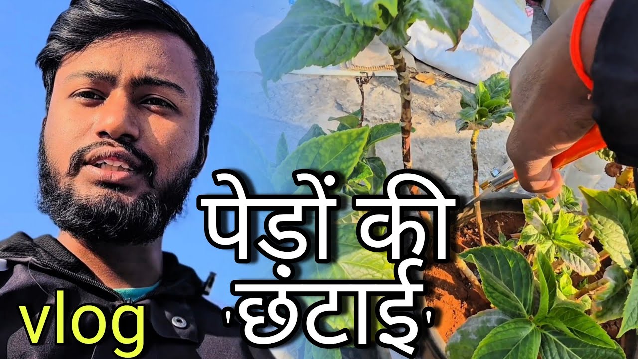 आज पेड़ों की छटाई की // home गार्डन 