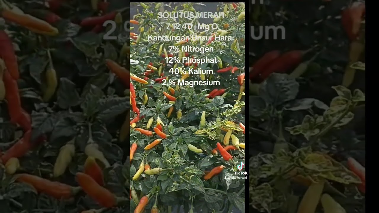 pupuk untuk cabe rawit agar buahnya lebat