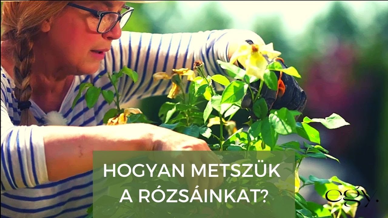 Borbás Marcsi: Kertem - A rózskert és a rózsa metszése (66. rész)