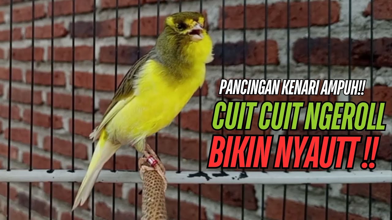 SUARA Kenari GACOR PANJANG Pancingan & masteran Kenari Paud AGAR gacor AMPUH Kenari MACET bunyii