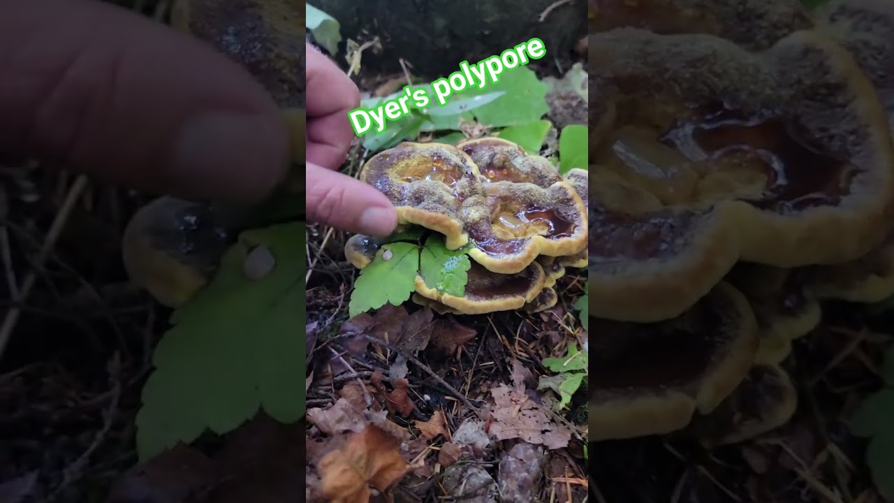 Phaeolus schweinitzii, commonly known as velvettop fungus
