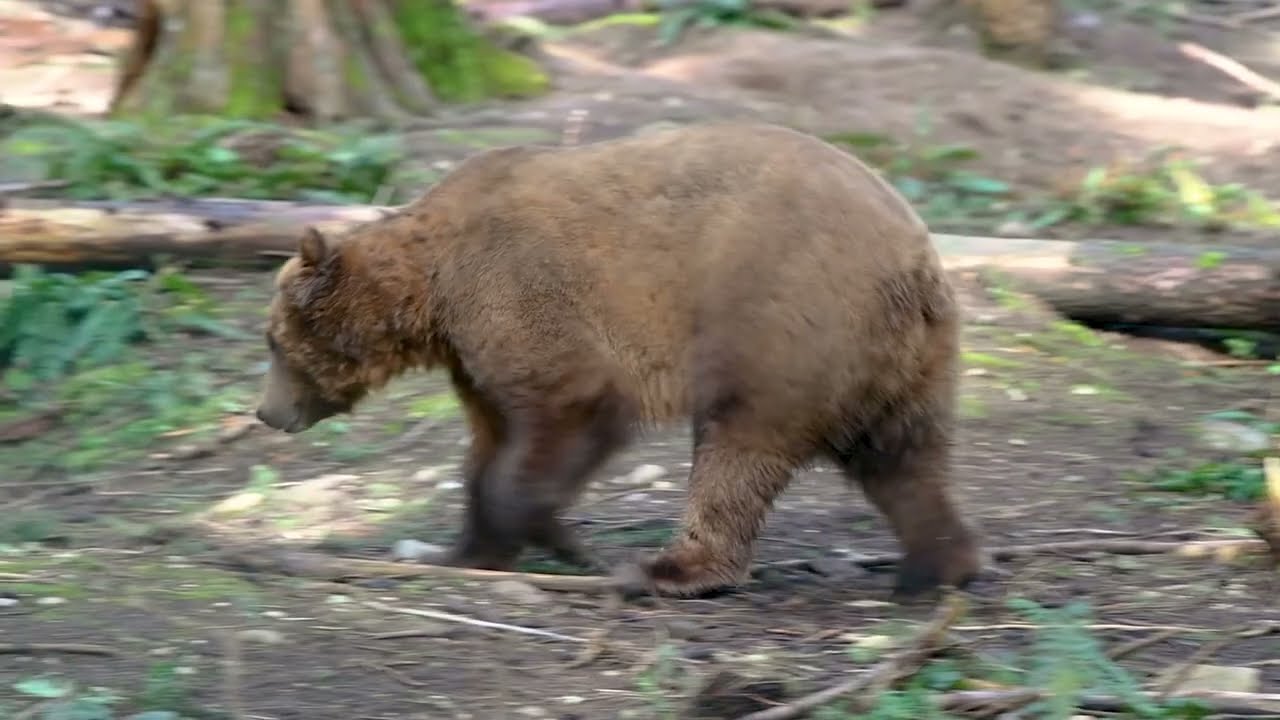 Grizzly bears waking up from torpor